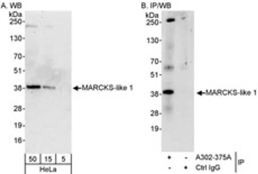 Detection of human MARCKS-like 1 by western blot and immunoprecipitation.