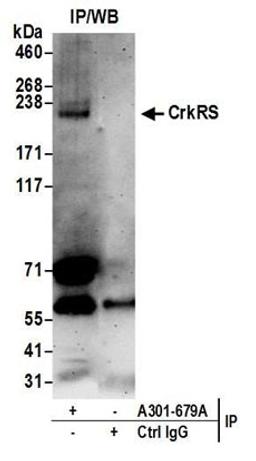 Detection of human CrkRS by western blot of immunoprecipitates.