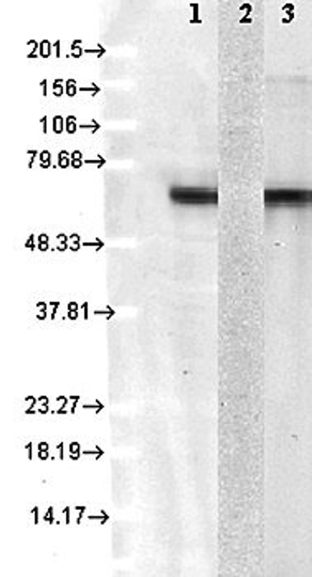 Western lot analysis of mix of 10 different human cell lines (Lane1), Hsp72 recombinant protein (Lane2), and Hsc70(Hsp73) recombinant protein (Lane3) using Hsp73 antibody