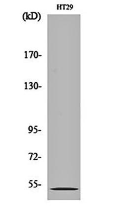 Western blot analysis of HT29 cell lysates using SR-2B antibody