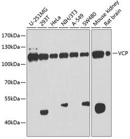 Western blot - VCP antibody (A13368)