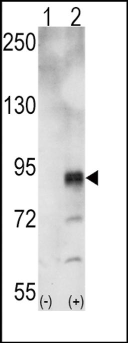 Western blot analysis of EphA5 using rabbit polyclonal EphA5 Antibody using 293 cell lysates (2 ug/lane) either nontransfected (Lane 1) or transiently transfected with the EphA5 gene (Lane 2).