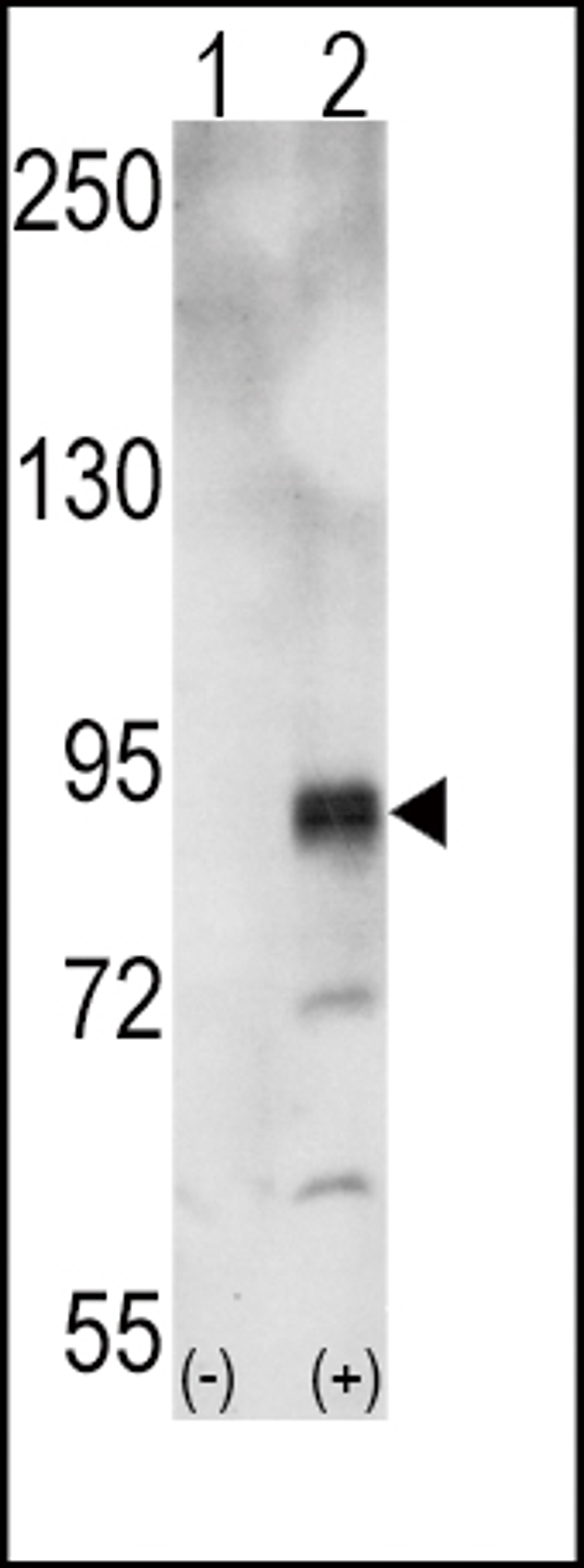 Western blot analysis of EphA5 using rabbit polyclonal EphA5 Antibody using 293 cell lysates (2 ug/lane) either nontransfected (Lane 1) or transiently transfected with the EphA5 gene (Lane 2).