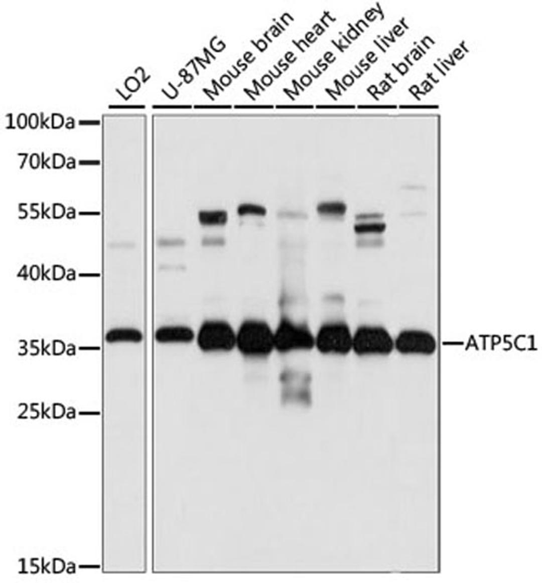 Western blot - ATP5C1 antibody (A15257)