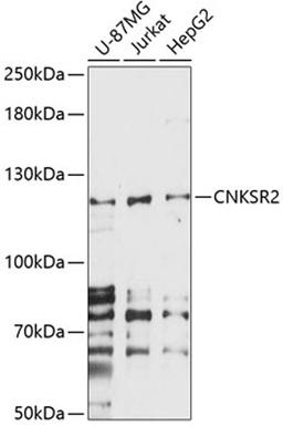 Western blot - CNKSR2 antibody (A14578)