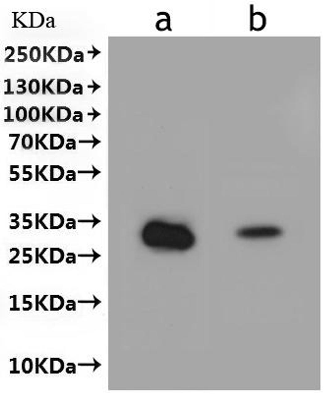CSB-MP5177HU is detected by Mouse anti-6*His monoclonal antibody.
