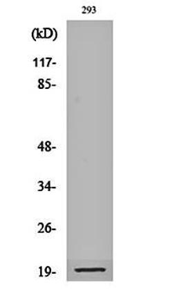 Western blot analysis of 293 cell lysates using Cleaved-Bad (D71) antibody