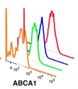 Flow Cytometry: ABCA1 Antibody [NB400-105] - ABCA-1 FITC conjugated antibody of human adipose tissue macrophage subsets by flow cytometry. Image from verified customer review.