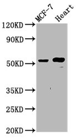 Western Blot. Positive WB detected in: MCF-7 whole cell lysate, Rat heart tissue. All lanes: NOP53 antibody at 4.8ug/ml. Secondary. Goat polyclonal to rabbit IgG at 1/50000 dilution. Predicted band size: 55 kDa. Observed band size: 55 kDa.