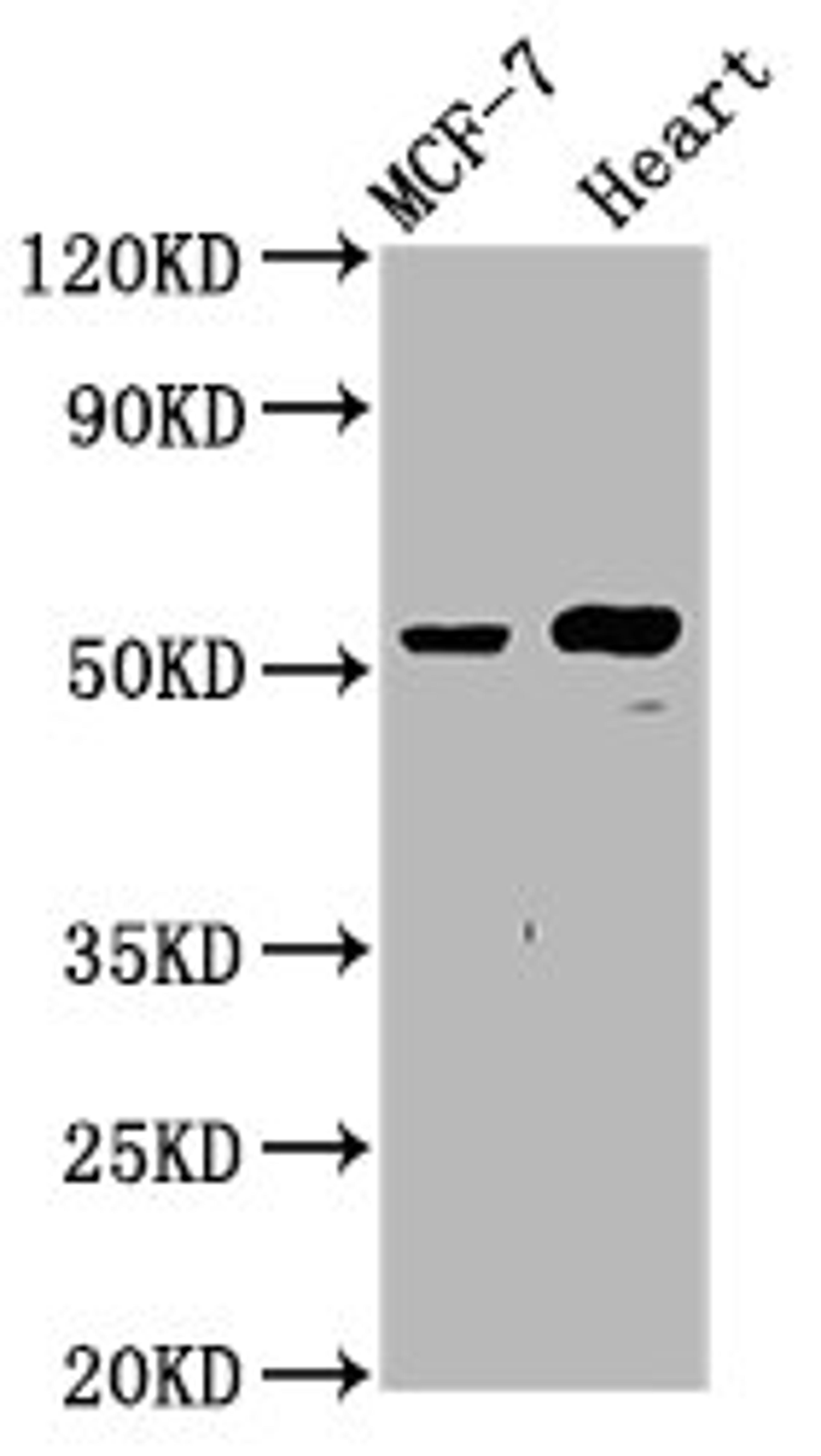 Western Blot. Positive WB detected in: MCF-7 whole cell lysate, Rat heart tissue. All lanes: NOP53 antibody at 4.8ug/ml. Secondary. Goat polyclonal to rabbit IgG at 1/50000 dilution. Predicted band size: 55 kDa. Observed band size: 55 kDa.