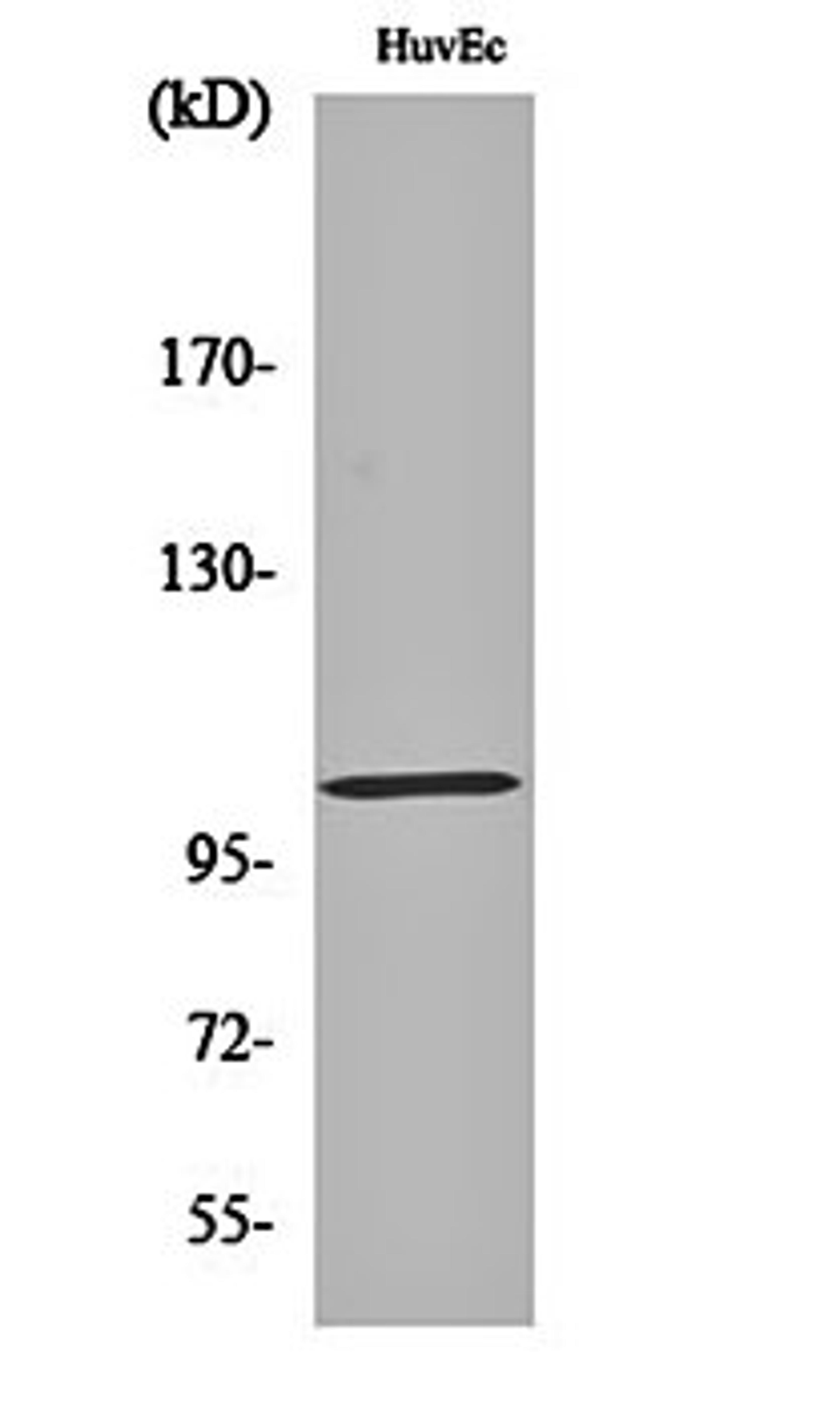 Western blot analysis of HuvEc cell lysates using mGluR-7 antibody