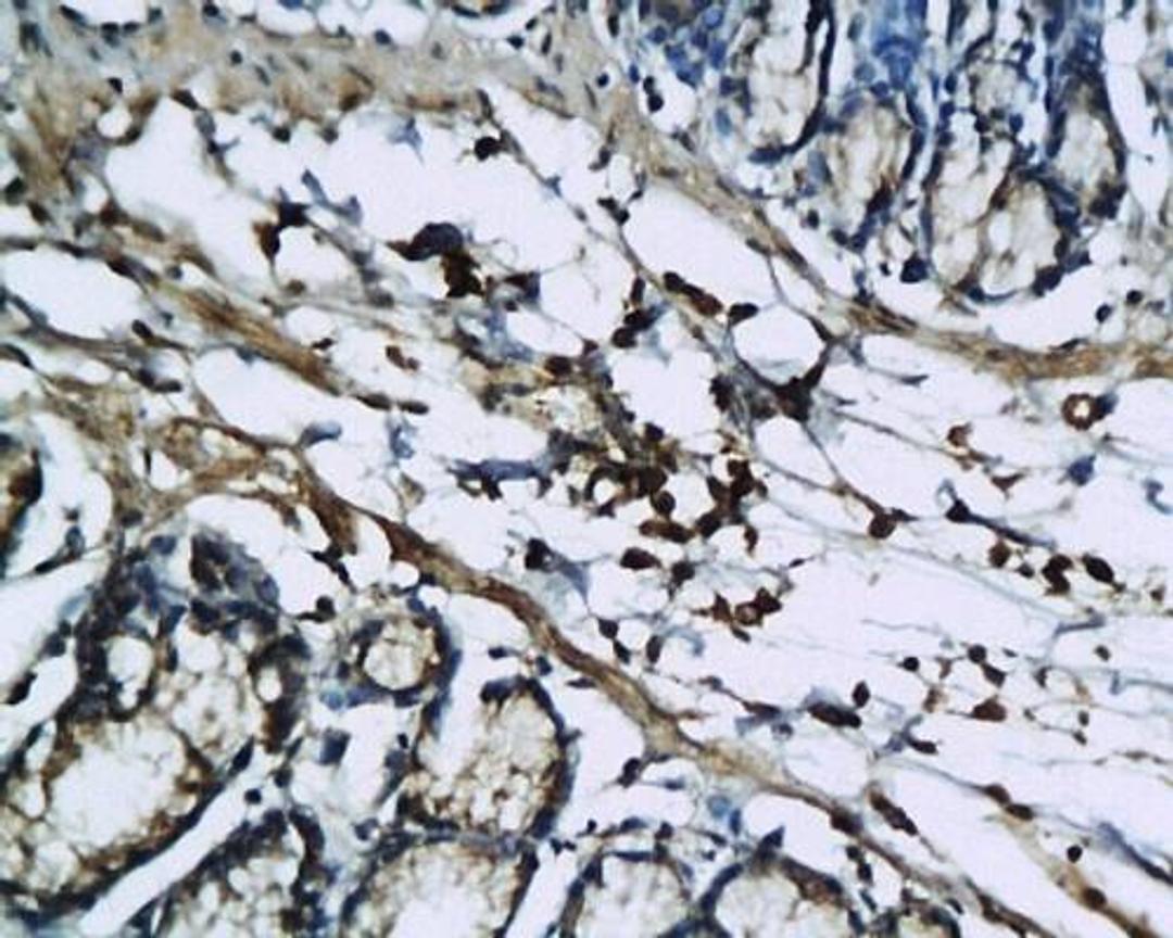 Immunohistochemical analysis of paraffin-embedded colon tissue of rat using IL1 beta antibody