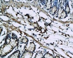 Immunohistochemical analysis of paraffin-embedded colon tissue of rat using IL1 beta antibody