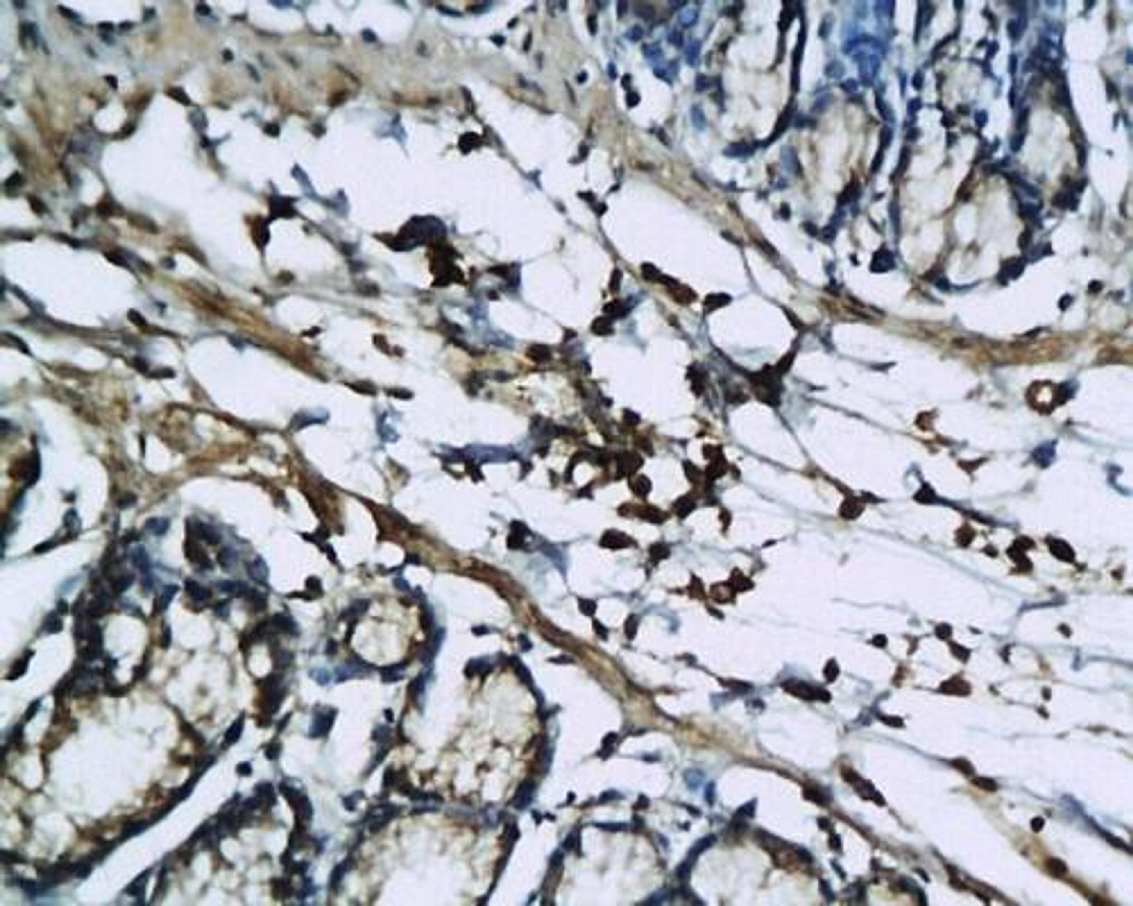 Immunohistochemical analysis of paraffin-embedded colon tissue of rat using IL1 beta antibody
