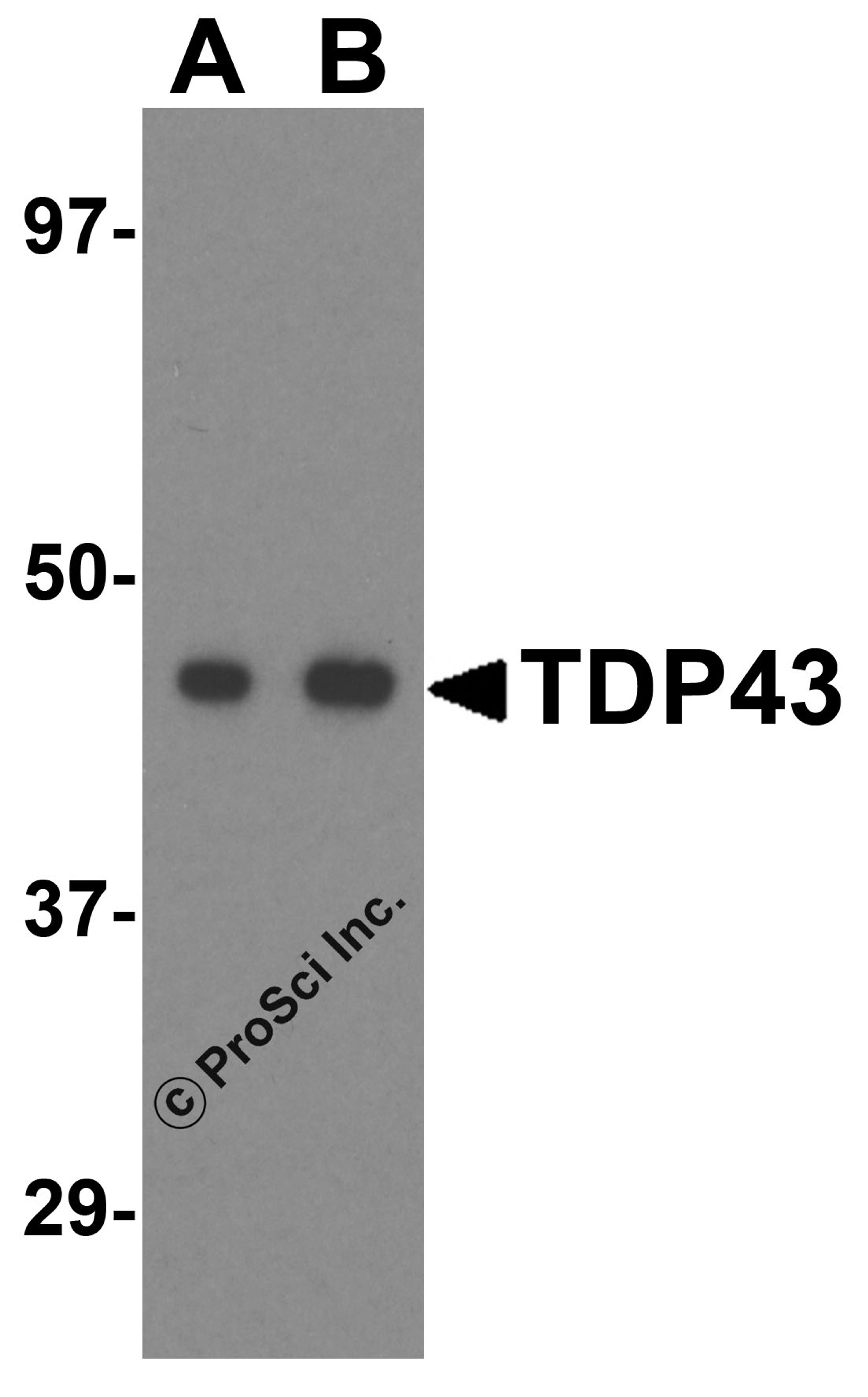 Western blot analysis of TDP43 in L1210 cell lysate with TDP43 antibody at (A) 0.5 and (B) 1 &#956;g/mL.