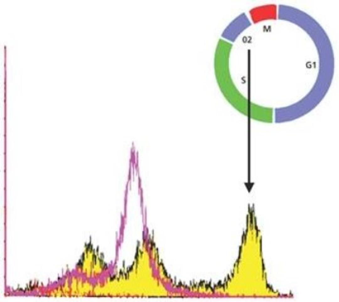 Flow Cytometry: Histone H3 [p Ser28] Antibody (HTA28) [NB600-1168] - Monoclonal Anti-phospho-Histone H3 (pSer28) antibody produced in rat