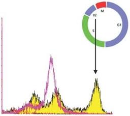 Flow Cytometry: Histone H3 [p Ser28] Antibody (HTA28) [NB600-1168] - Monoclonal Anti-phospho-Histone H3 (pSer28) antibody produced in rat