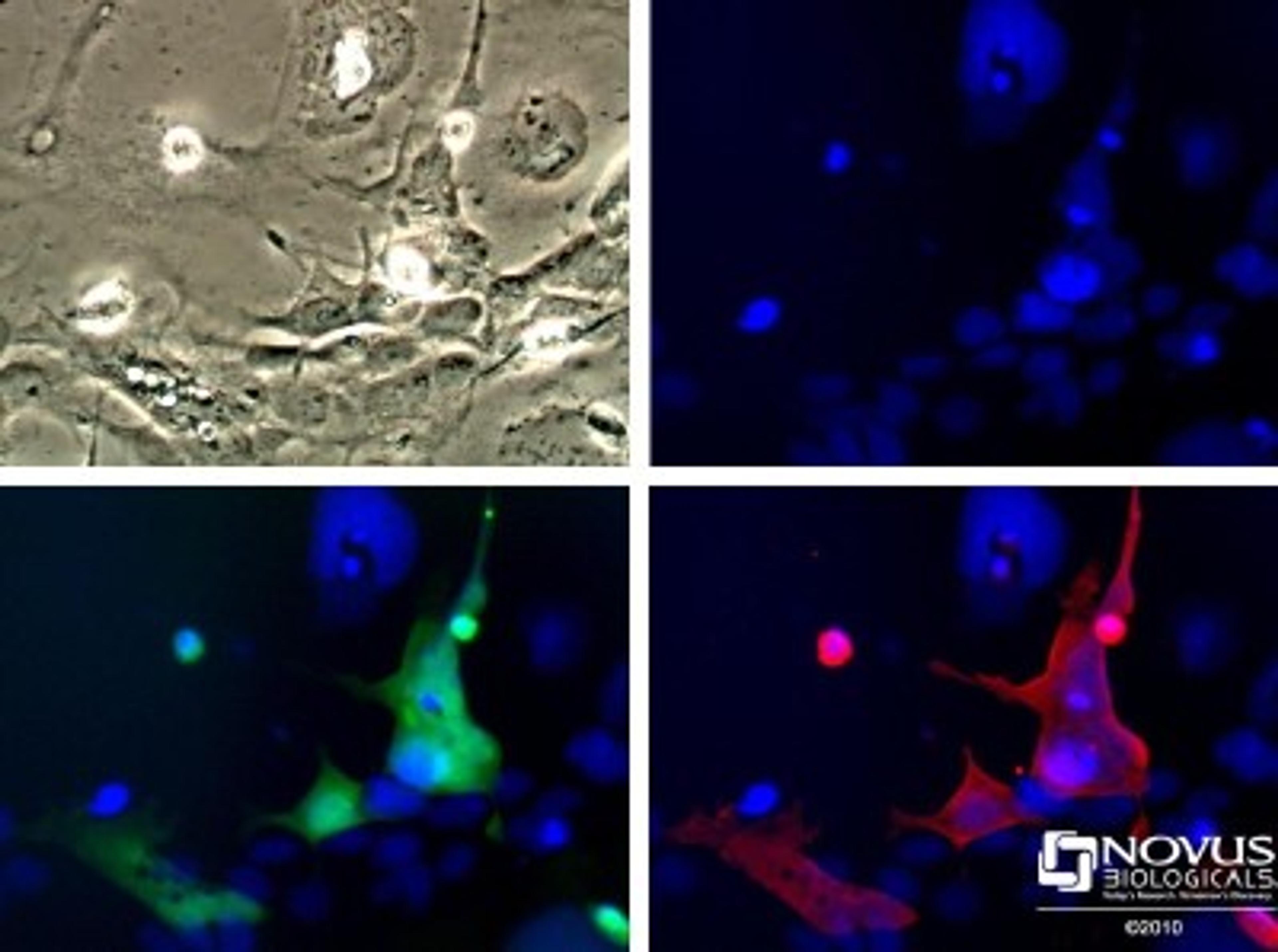 Immunocytochemistry/Immunofluorescence: GFP Antibody [NB600-310] - HEK 293 cells expressing GFP were visualized for GFP fluorescence (Green) or using NB600-310 to label the GFP (Red).  Nuclei (Blue) were counterstained using Hoechst 33258.