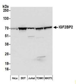 Detection of human and mouse IGF2BP2 by western blot.