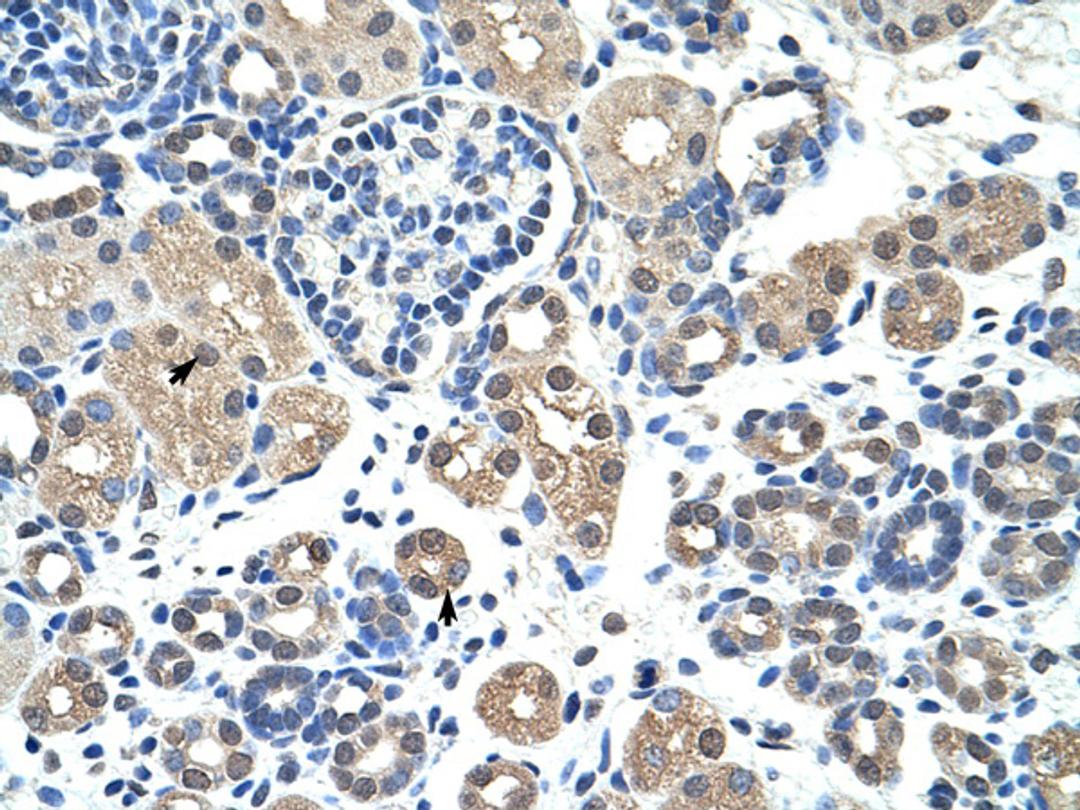 Antibody used in IHC on Human kidney.