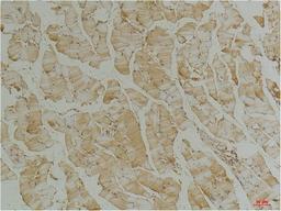 Immunohistochemical analysis of paraffin-embedded Mouse Skeletal Muscle Tissue using Desmin(mAb diluted at 1:200.