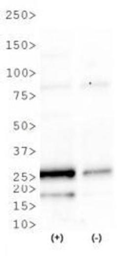 Western Blot: CHOP/GADD153 Antibody [NBP2-13172] - WB analysis of CHOP/GADD153 in tunicamycin treated (+) and untreated (-) HeLa cell lysate.