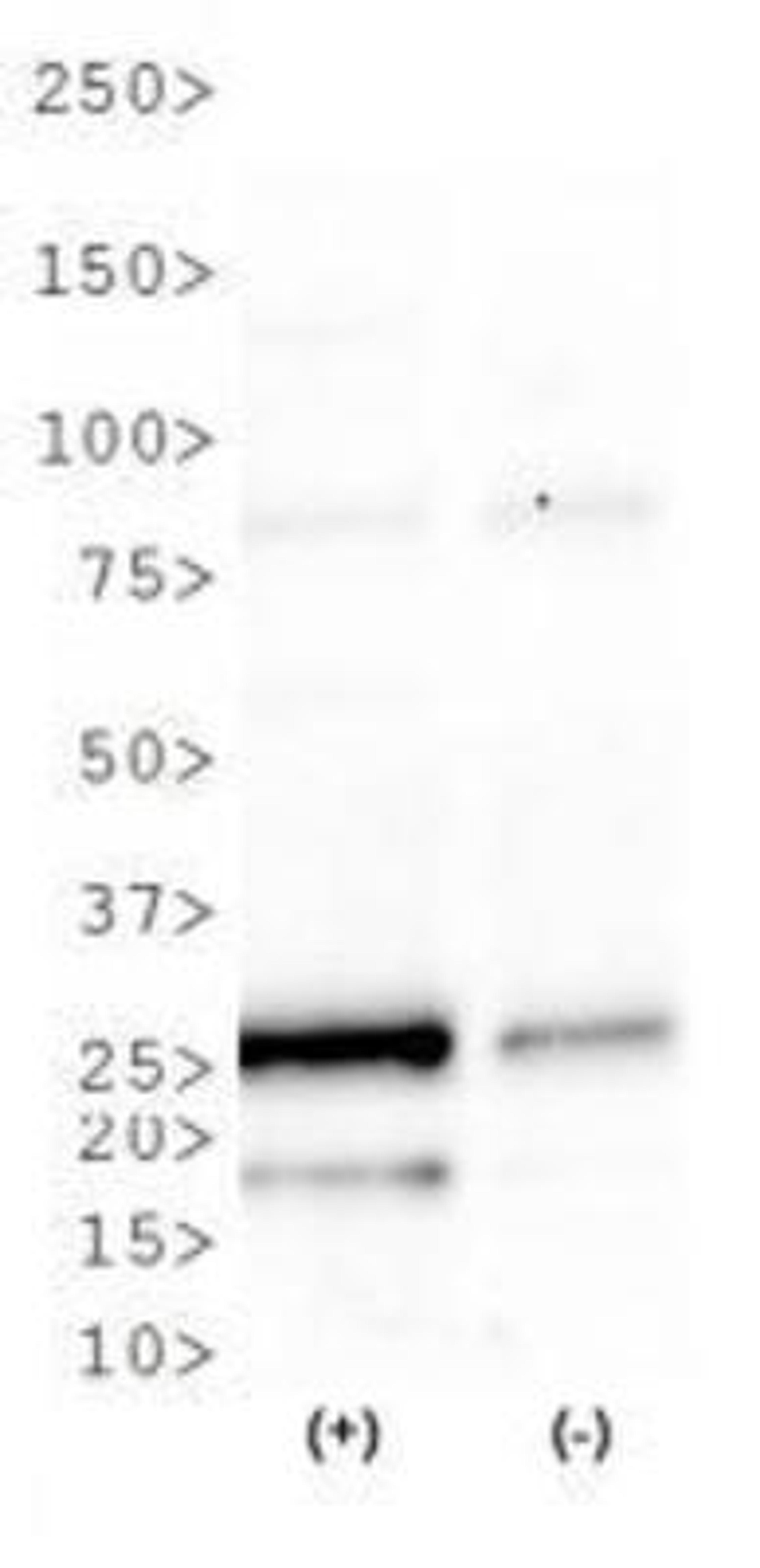 Western Blot: CHOP/GADD153 Antibody [NBP2-13172] - WB analysis of CHOP/GADD153 in tunicamycin treated (+) and untreated (-) HeLa cell lysate.