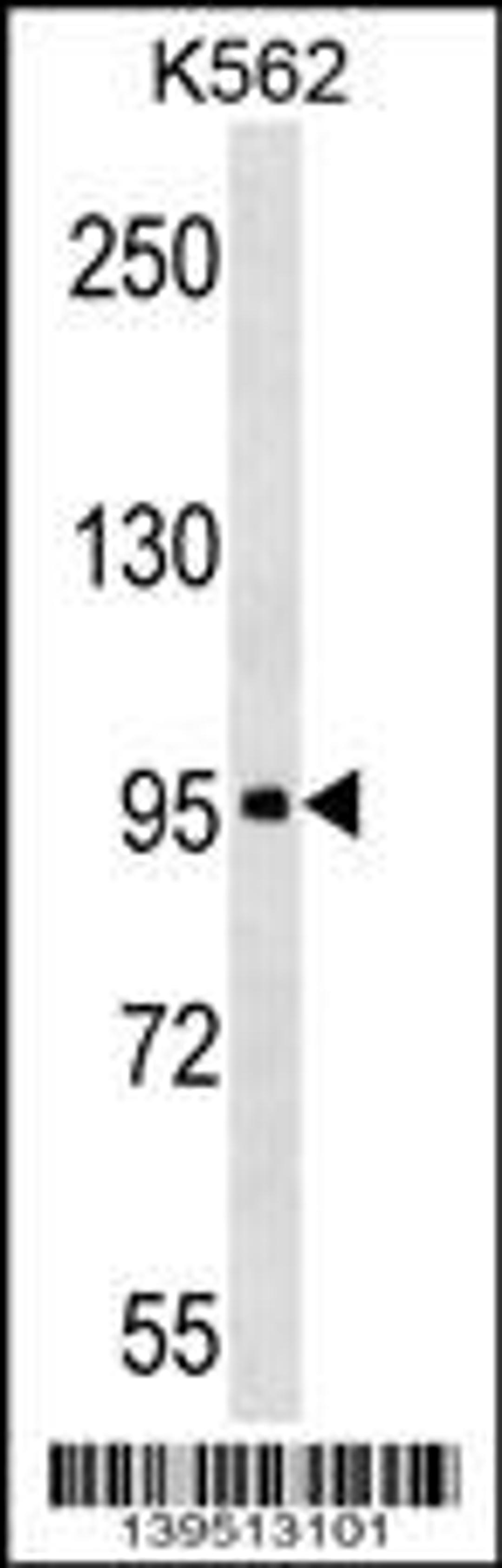 Western blot analysis in K562 cell line lysates (35ug/lane).