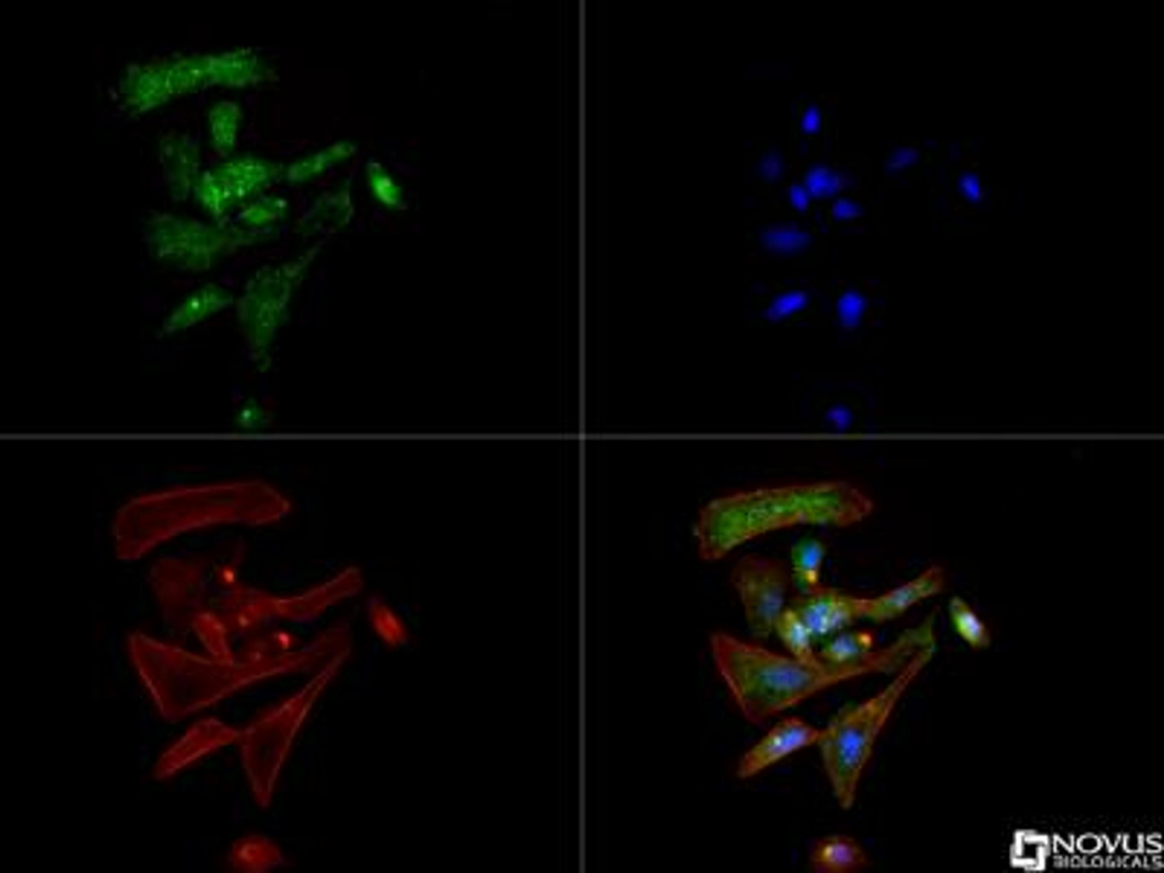 Immunocytochemistry/Immunofluorescence: DAT1 Antibody (mAb16) [NBP2-22164] - The DAT1 antibody was tested in PC12 cells at a 1:250 dilution against DyLight 488 (Green). Actin and nuclei were counterstained with Phalloidin-AlexaFluor 568 (Red) and DAPI (Blue), respectively.