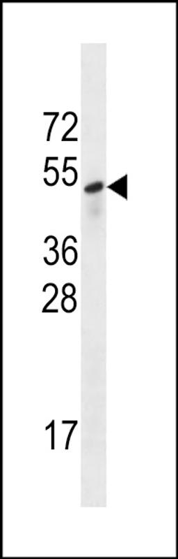 Western blot analysis in A549 cell line lysates (35ug/lane).This demonstrates the Sestrin-3 antibody detected the Sestrin-3 protein (arrow).