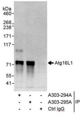 Detection of human Atg16L1 by western blot of immunoprecipitates.