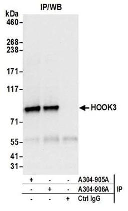 Detection of human HOOK3 by western blot of immunoprecipitates.