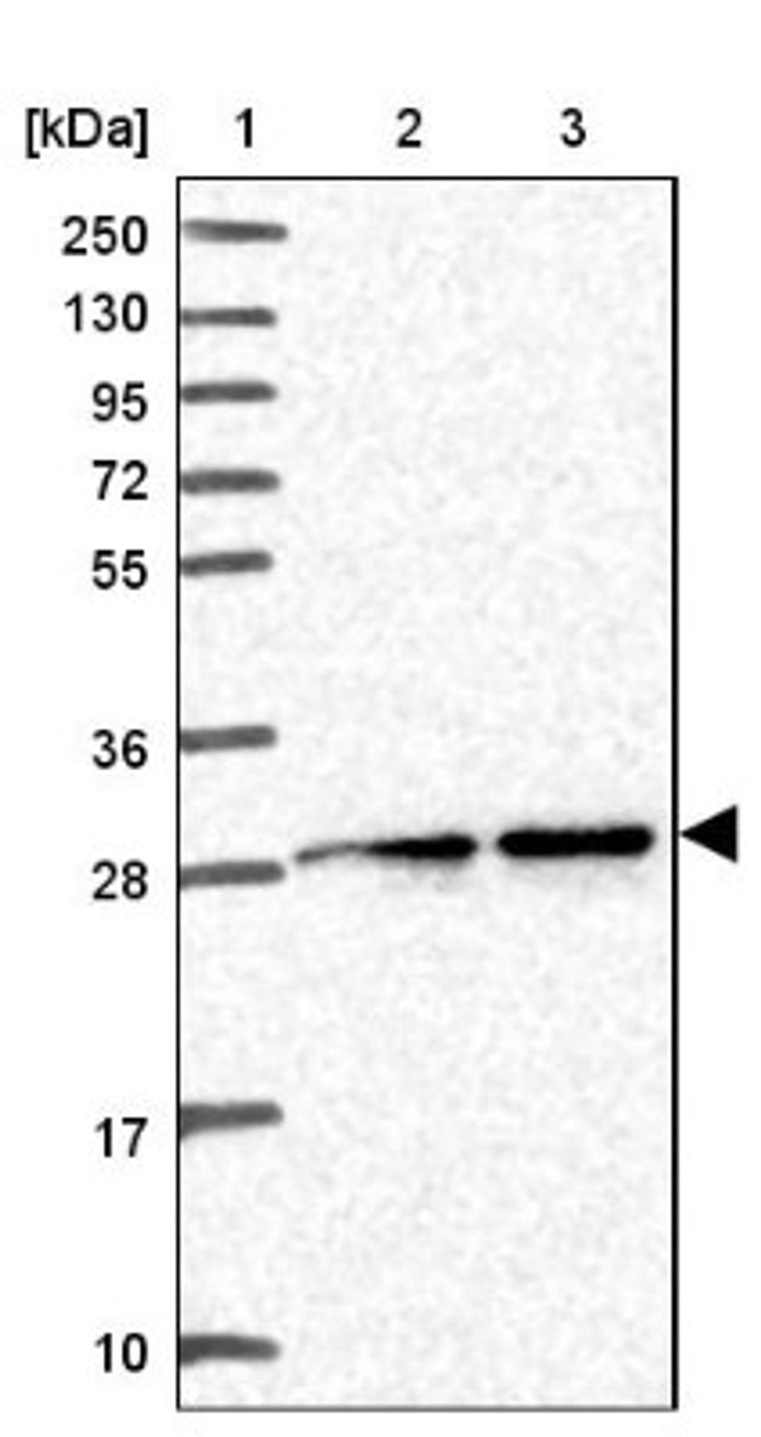 Western Blot: Geminin Antibody [NBP2-14058] - Lane 1: Marker [kDa] 250, 130, 95, 72, 55, 36, 28, 17, 10<br/>Lane 2: Human cell line RT-4<br/>Lane 3: Human cell line U-251MG sp