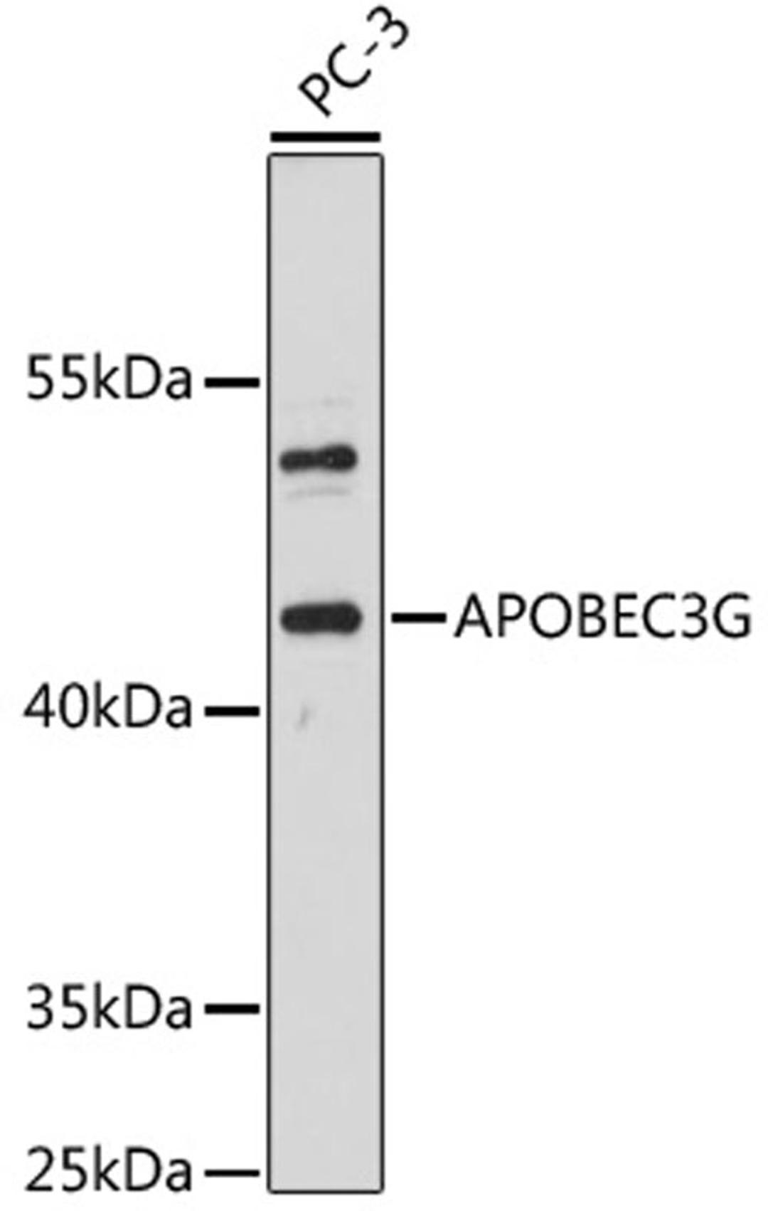 Western blot - APOBEC3G antibody (A13598)