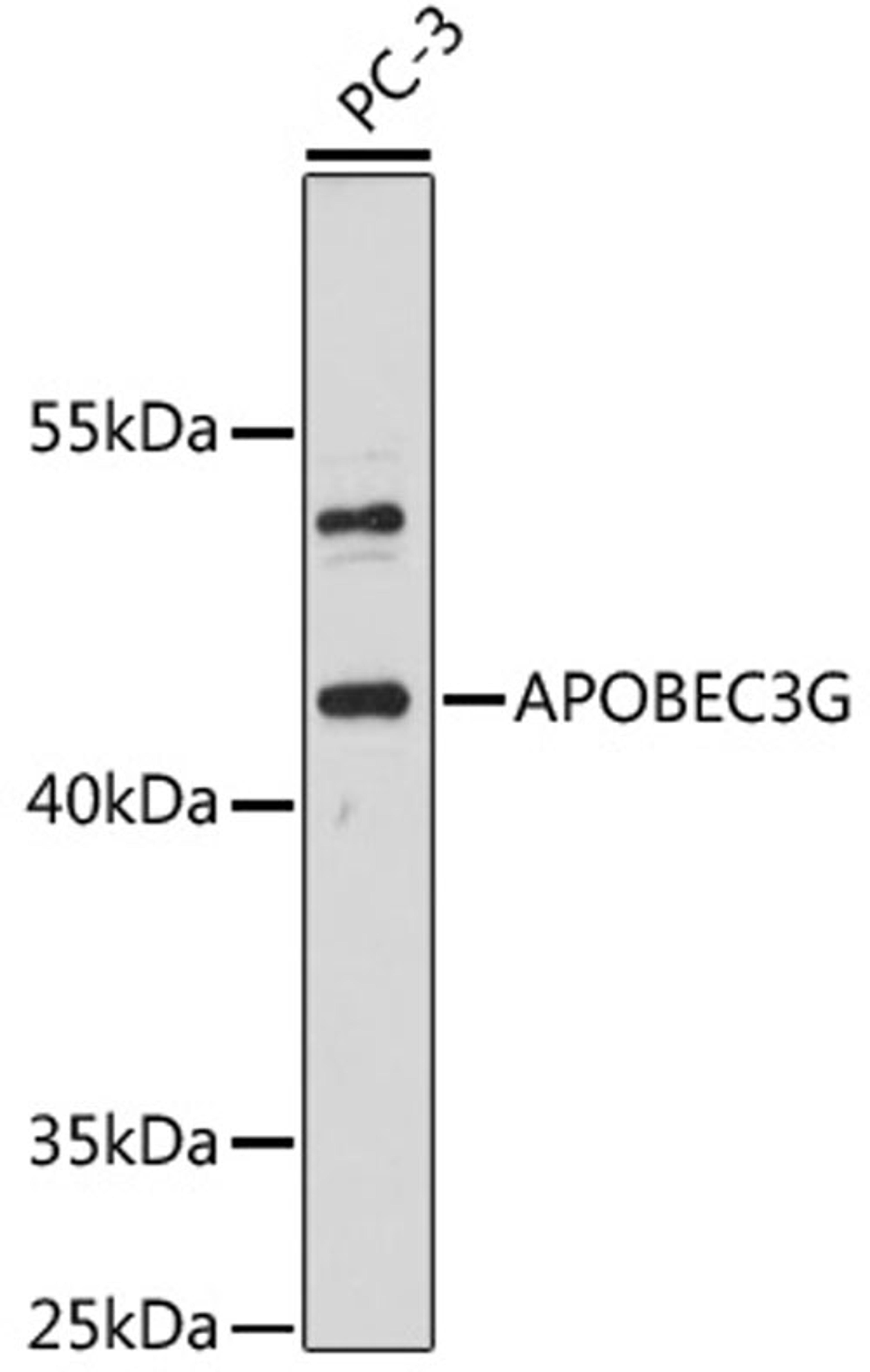 Western blot - APOBEC3G antibody (A13598)