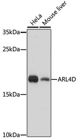 Western blot - ARL4D antibody (A16761)