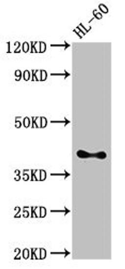 Western Blot. Positive WB detected in: HL60 whole cell lysate. All lanes: CD33 antibody at 3µg/ml. Secondary. Goat polyclonal to rabbit IgG at 1/50000 dilution. Predicted band size: 40, 34, 26 kDa. Observed band size: 40 kDa