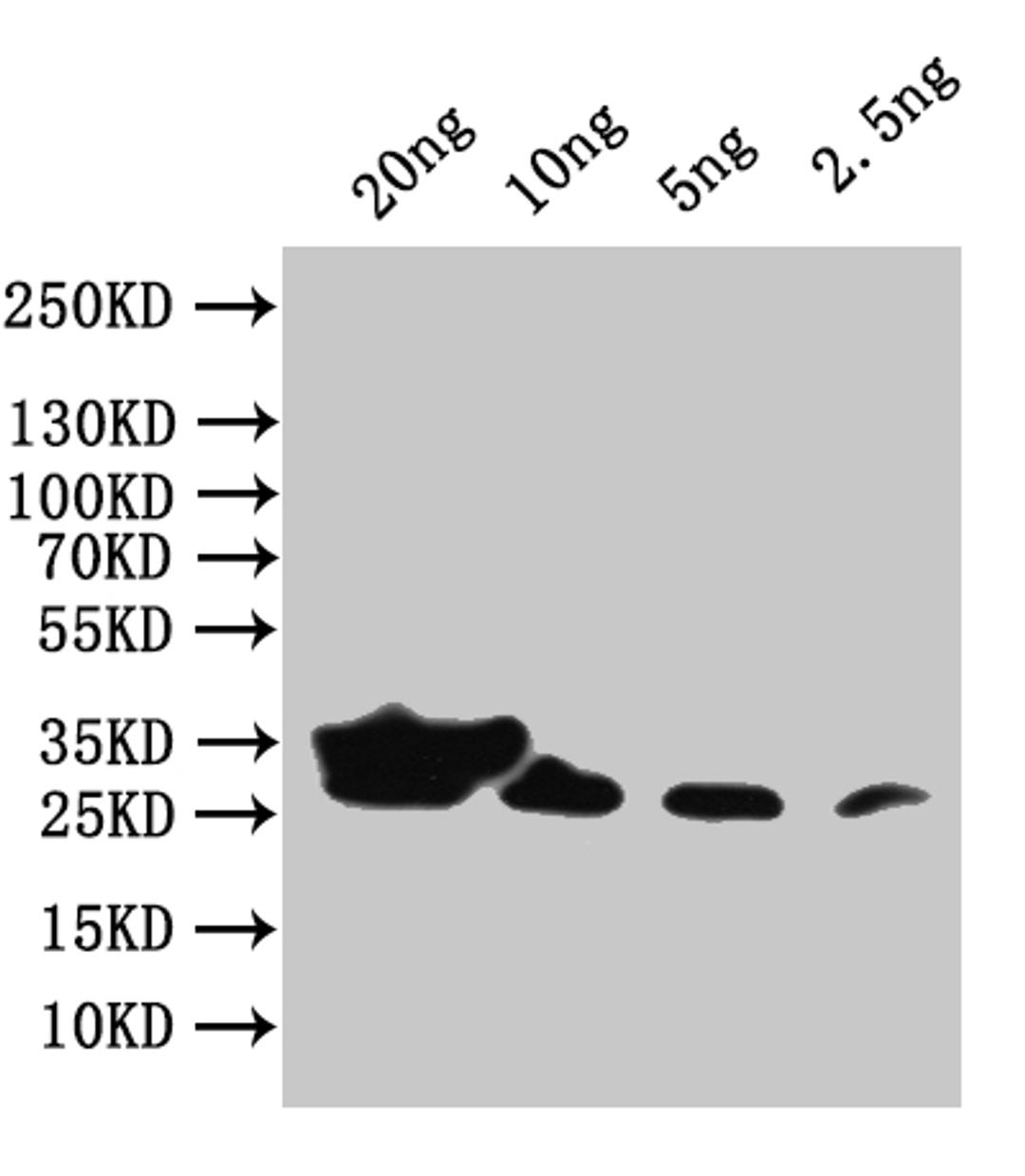 Western Blot. Positive WB detected in: recombinant protein. All lanes:env Antibody at 1:1000. Secondary. Goat polyclonal to rabbit IgG at 1/50000 dilution. Predicted band size: 29 kDa. Observed band size: 29 kDa.
