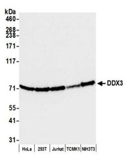 Detection of human and mouse DDX3 by western blot.