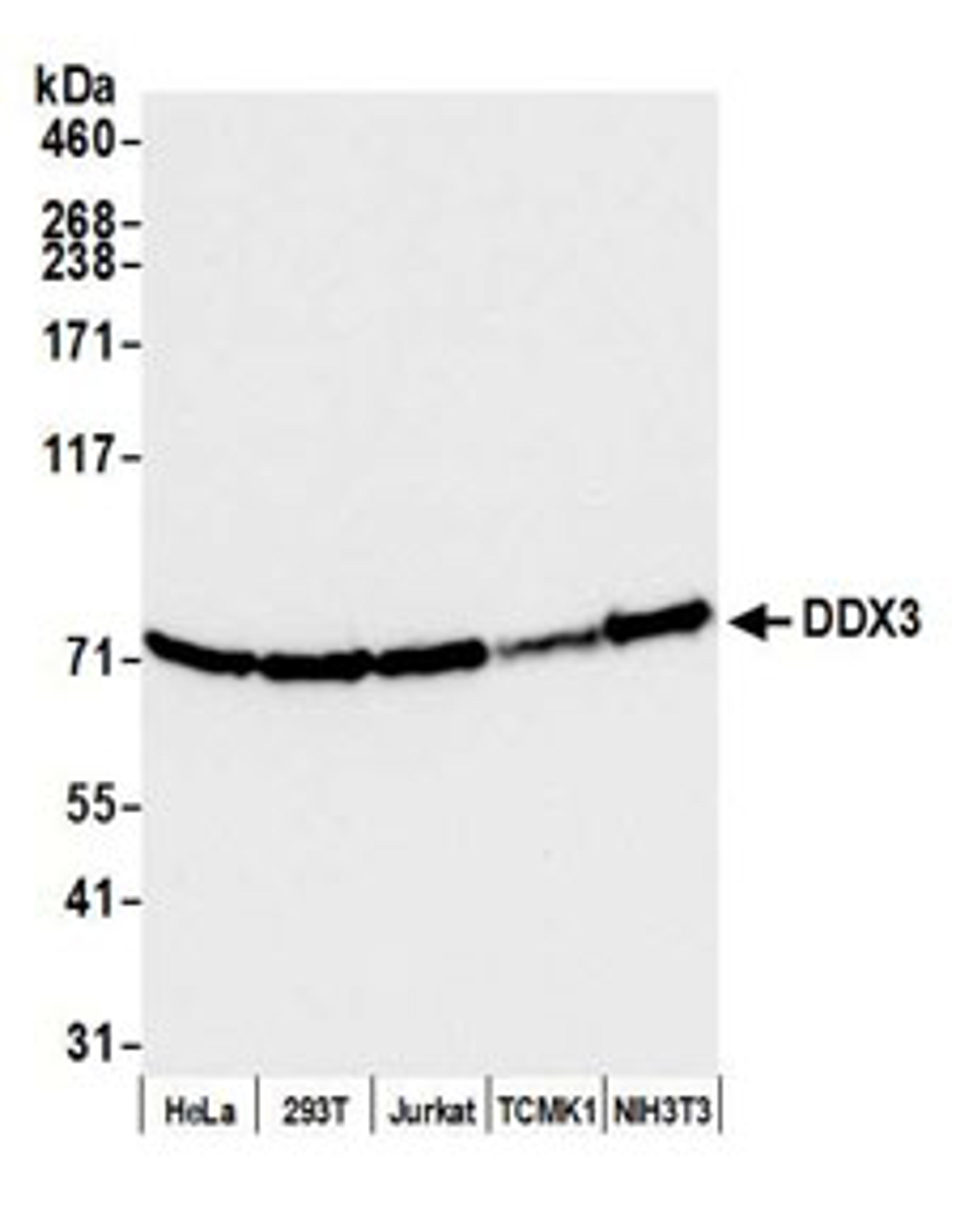 Detection of human and mouse DDX3 by western blot.