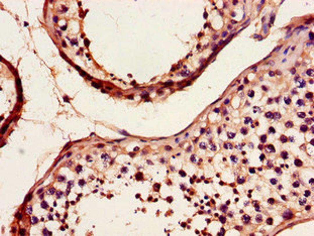 Immunohistochemistry of paraffin-embedded human testis tissue using CSB-PA818763LA01HU at dilution of 1:100