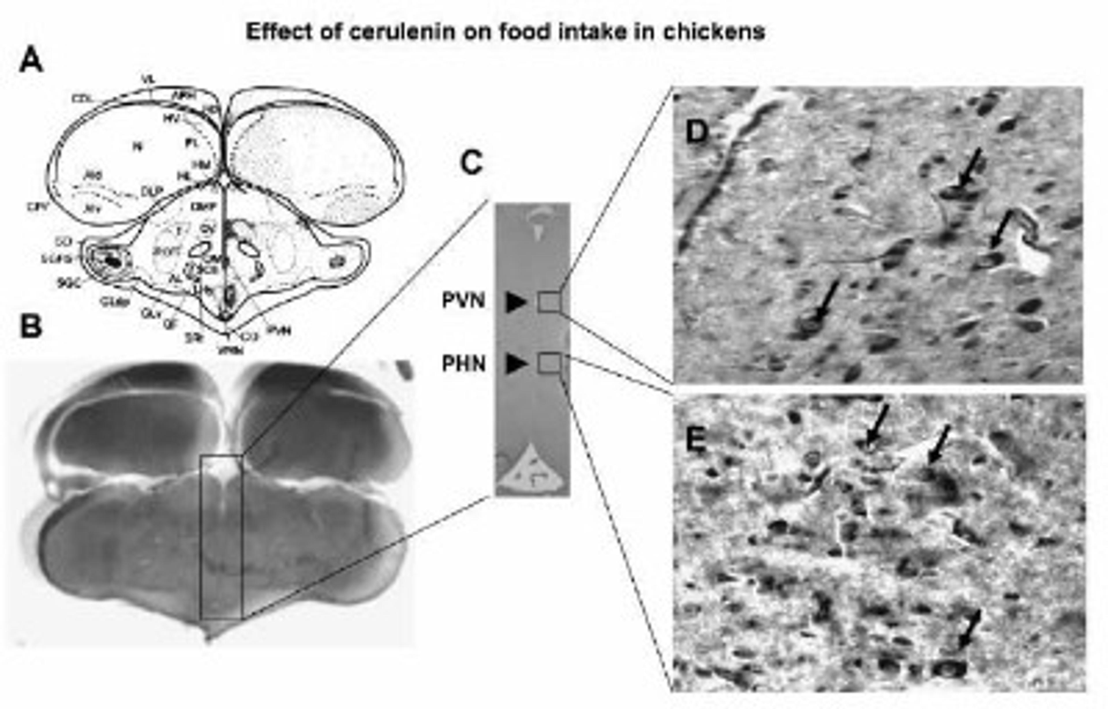 Immunohistochemistry-Paraffin: Fatty Acid Synthase Antibody [NB400-114] - Immunohistochemical localization of FAS in chicken hypothalmus. Paraffin sections were obtained from 3-wk-old broiler chickens.