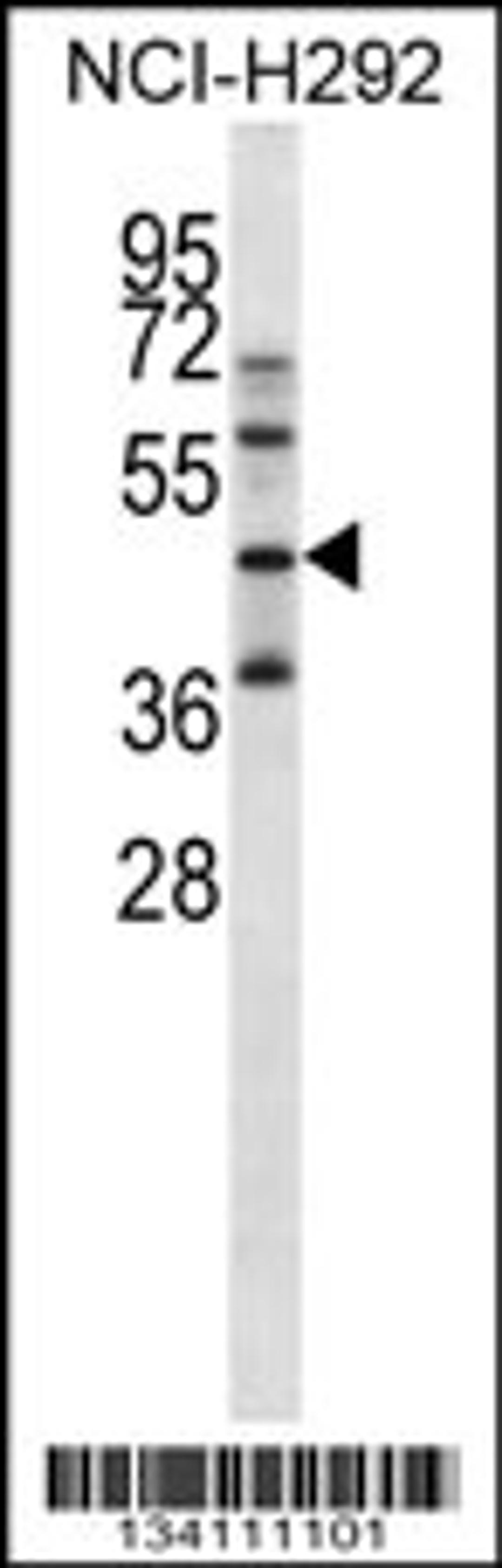 Western blot analysis in NCI-H292 cell line lysates (35ug/lane).