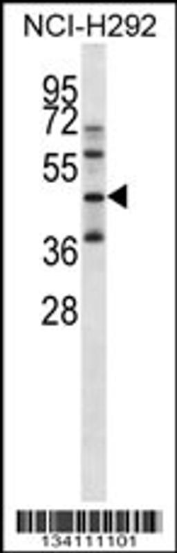 Western blot analysis in NCI-H292 cell line lysates (35ug/lane).