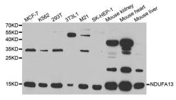 Western blot analysis of extracts of various cell lines using NDUFA13 antibody