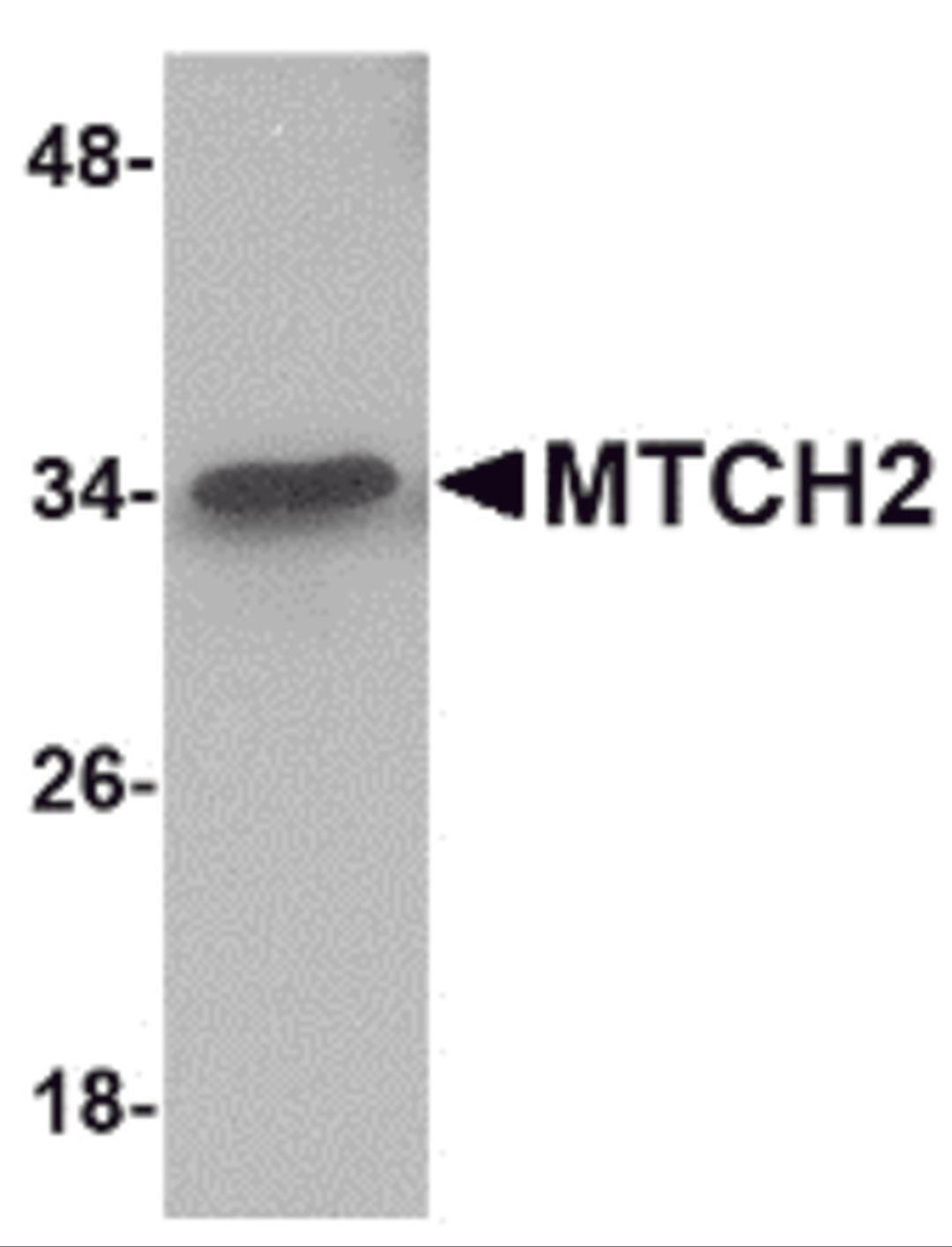 Western blot analysis of MTCH2 in 293 cell lysate with MTCH2 antibody at 1 μg/mL.
