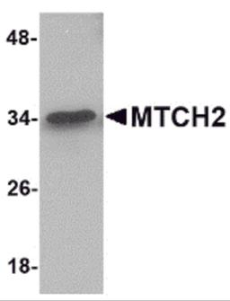 Western blot analysis of MTCH2 in 293 cell lysate with MTCH2 antibody at 1 μg/mL.