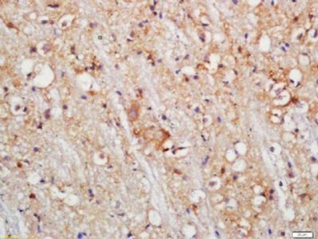 Immunohistochemical staining of Mouse brain tissue using PLDL1 antibody.