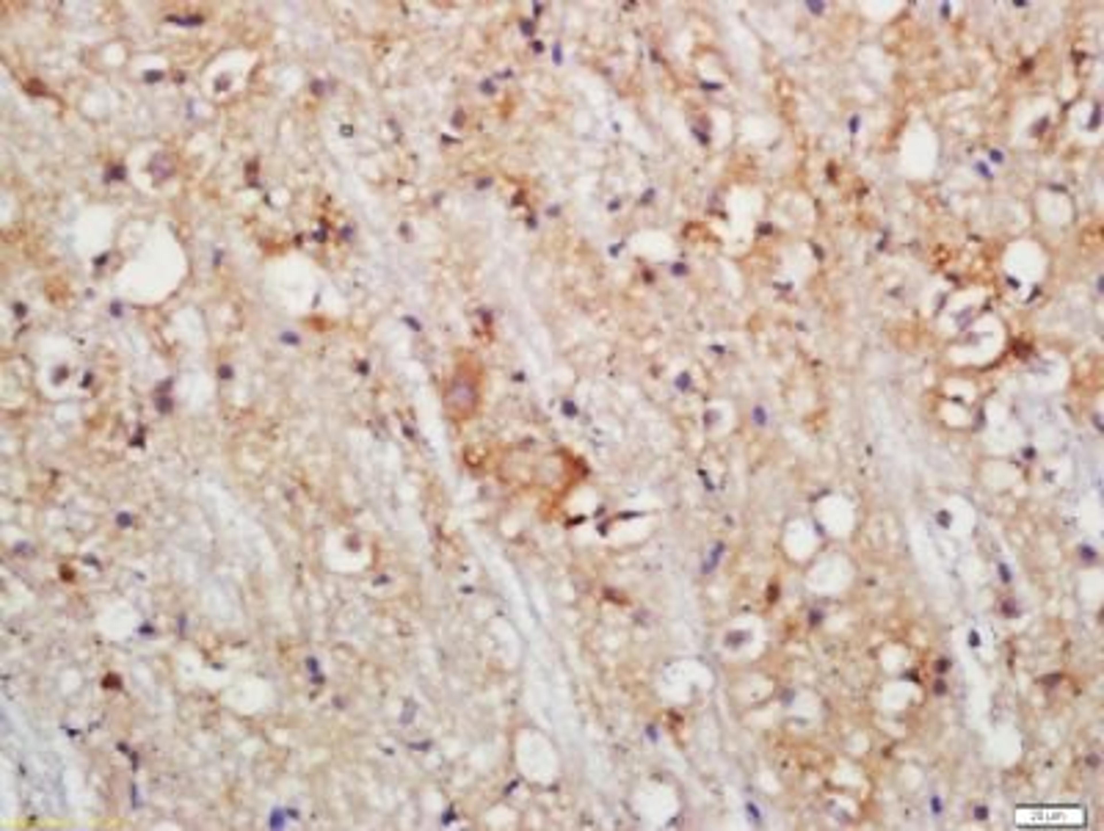 Immunohistochemical staining of Mouse brain tissue using PLDL1 antibody.