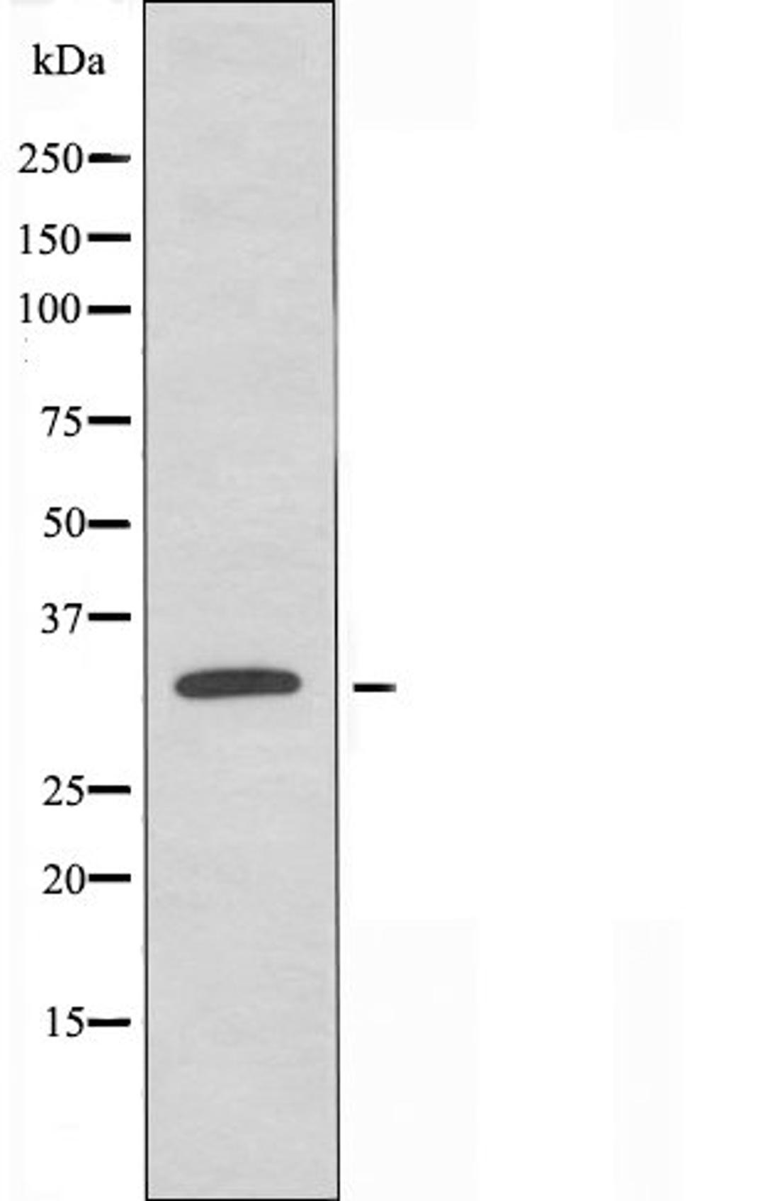 Western blot analysis of NIH/3T3 cells using SIX1 antibody